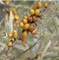 Hippophae.png